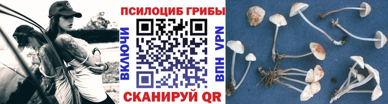 Галлюциногенные грибы мицелий  купить наркотик  Калининград 